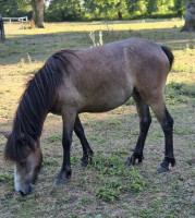 Vente de poney
